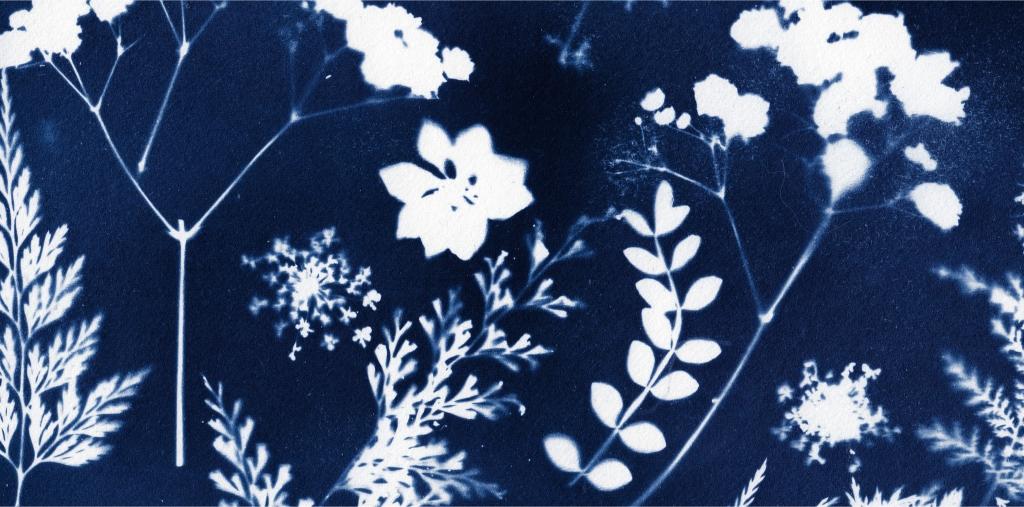 contact print of leaves