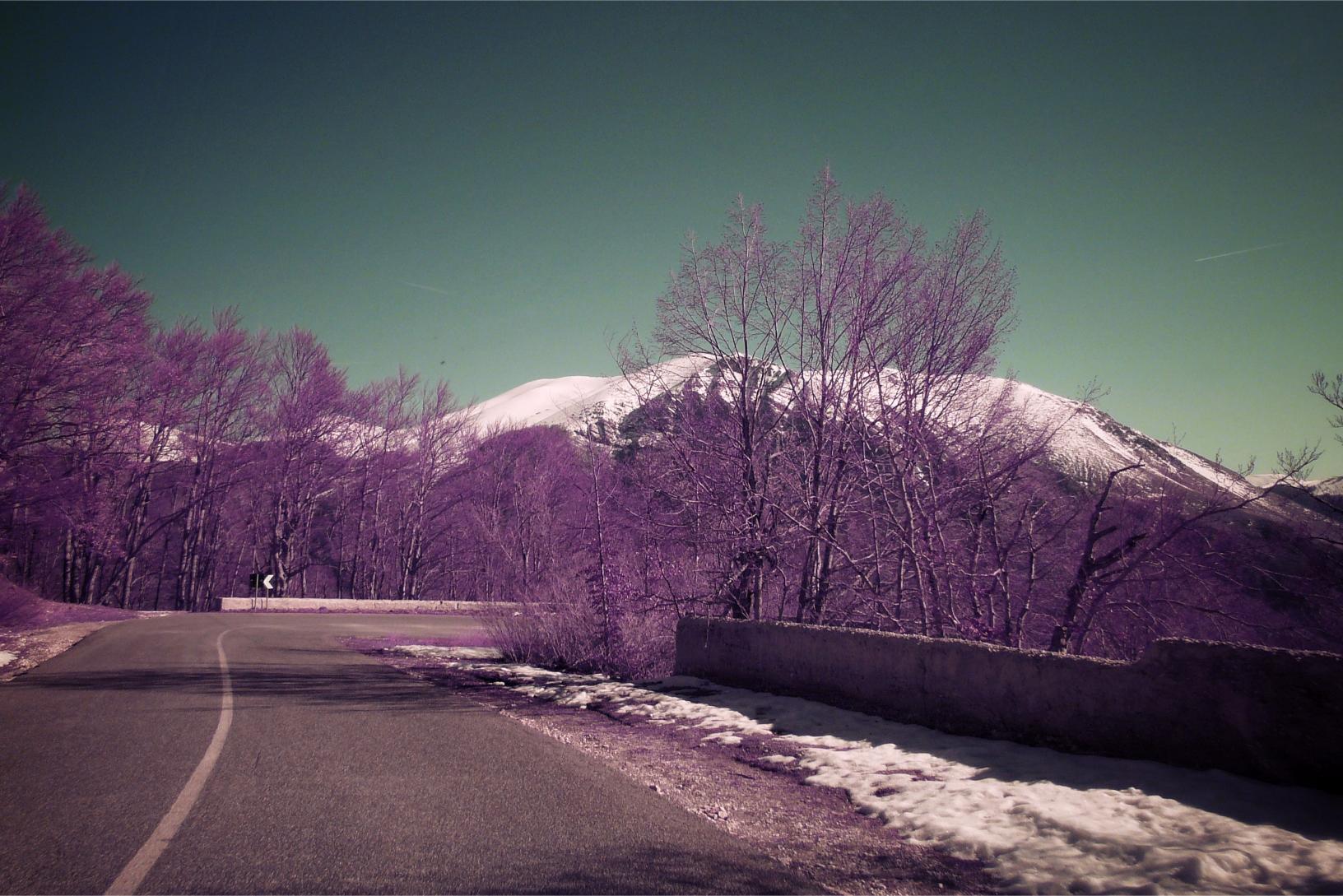 purple.jpg