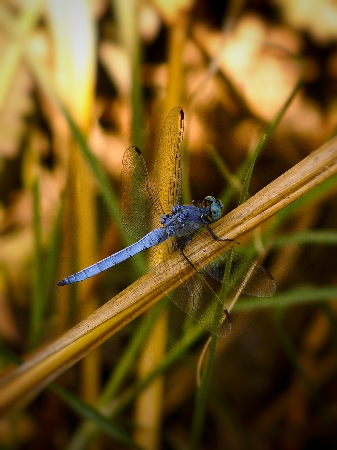 blue.jpeg