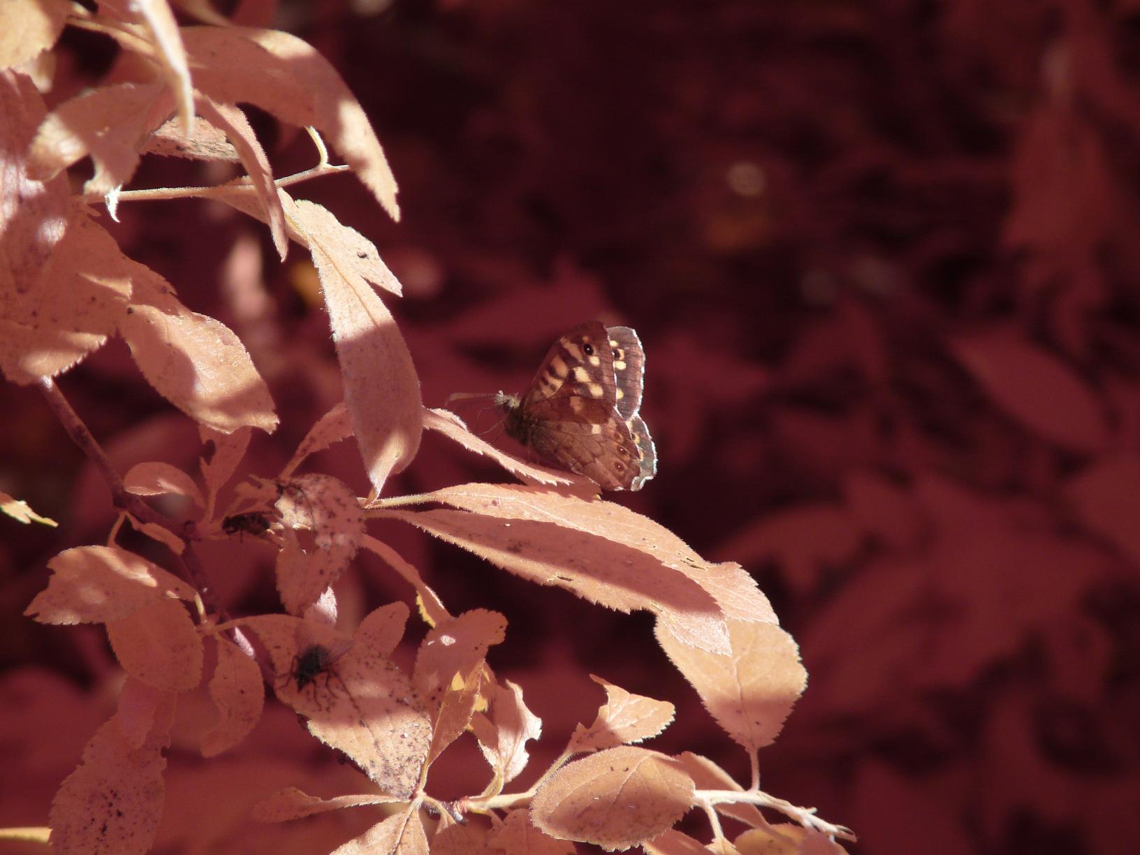 butterfly.jpg