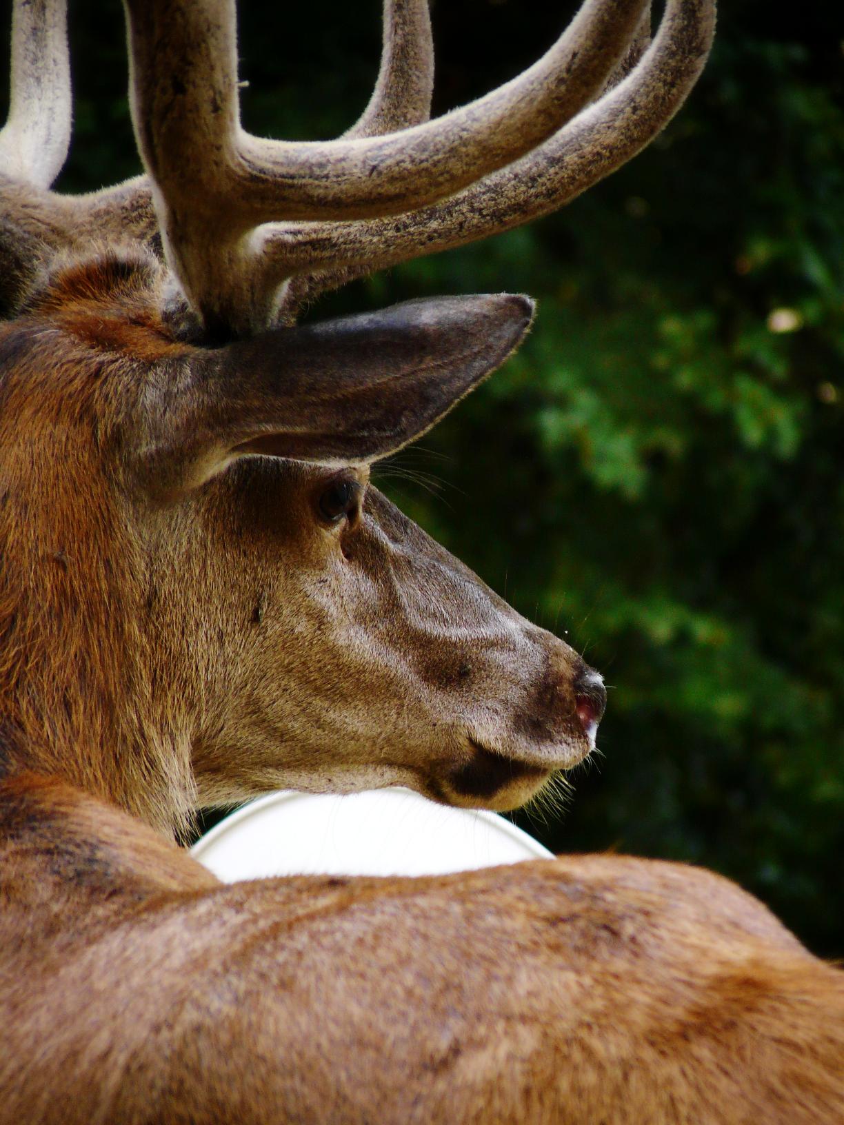 deer_2.jpg