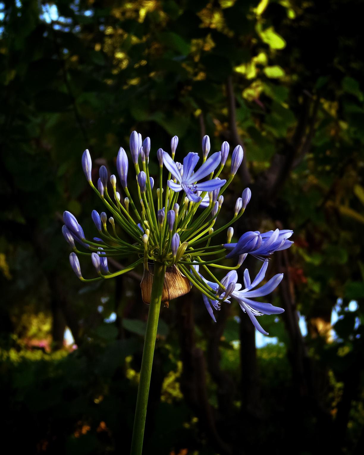 flower.jpg