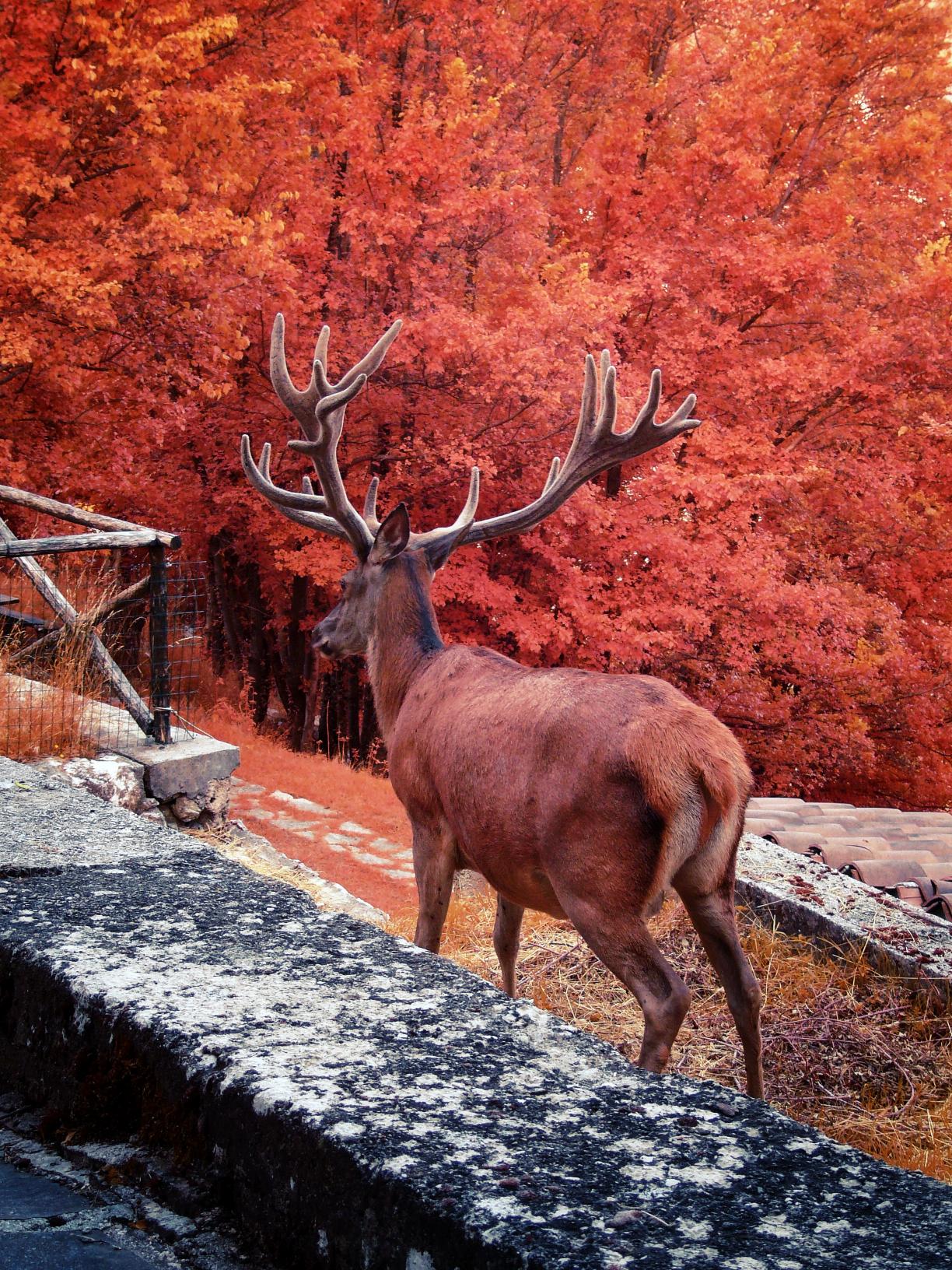 red_deer.jpg