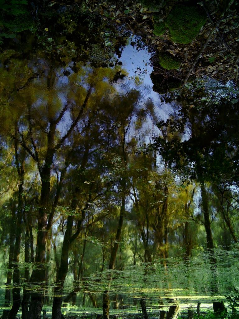 trees.jpg