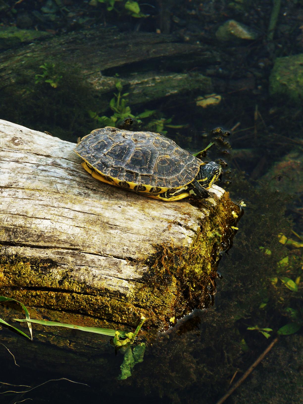 turtle.jpg