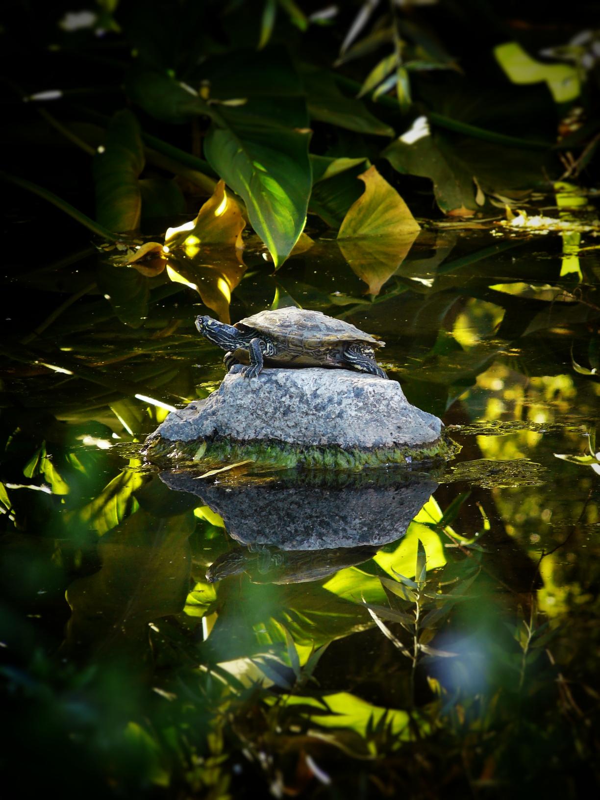 turtle_2.jpg