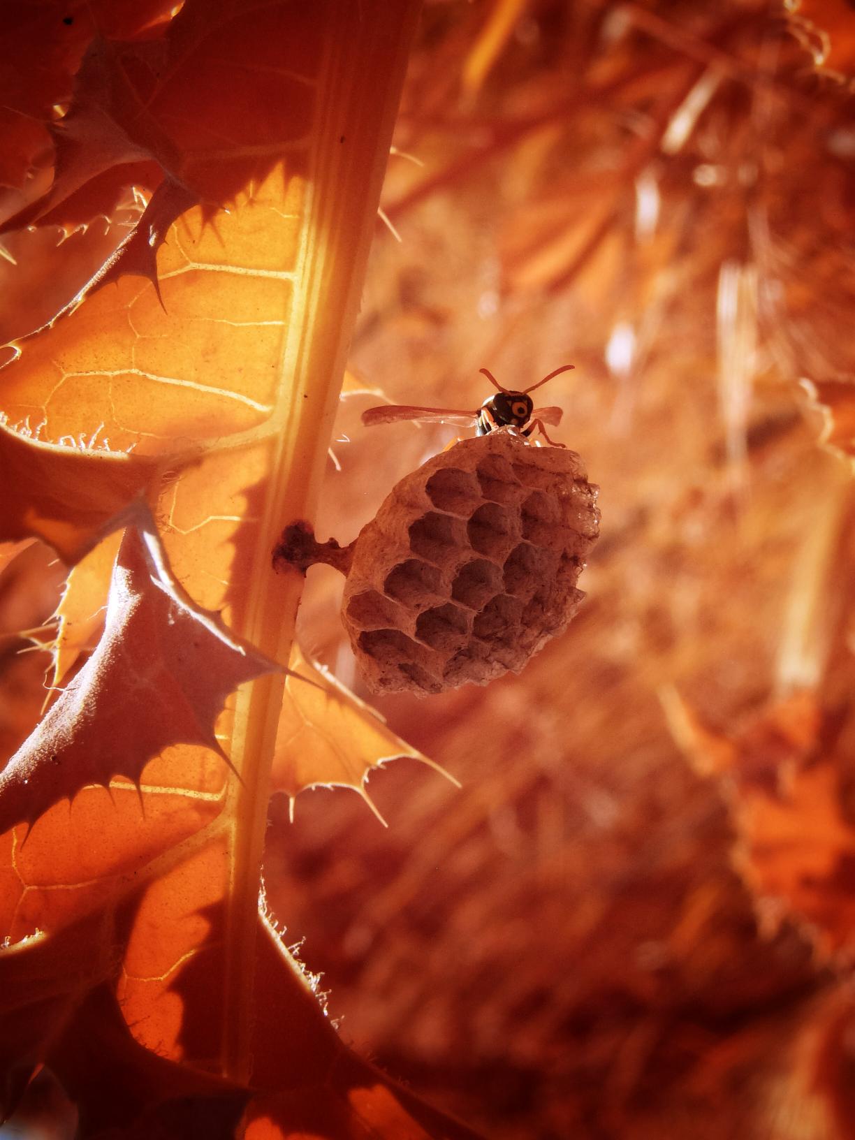 wasp.jpg