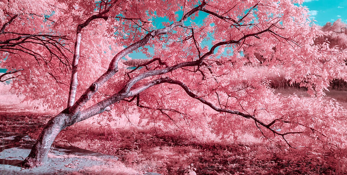 pink trees